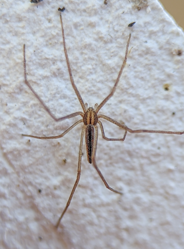 Tibelloides juatuba do