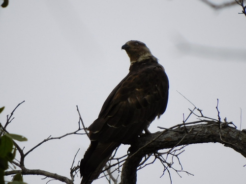 European Honey-buzzard