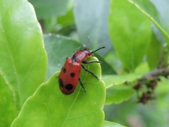 Pelonides quadrinotata