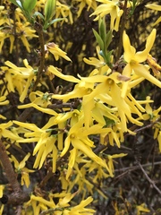 Forsythia viridissima