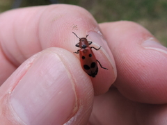 Pelonides quadrinotata