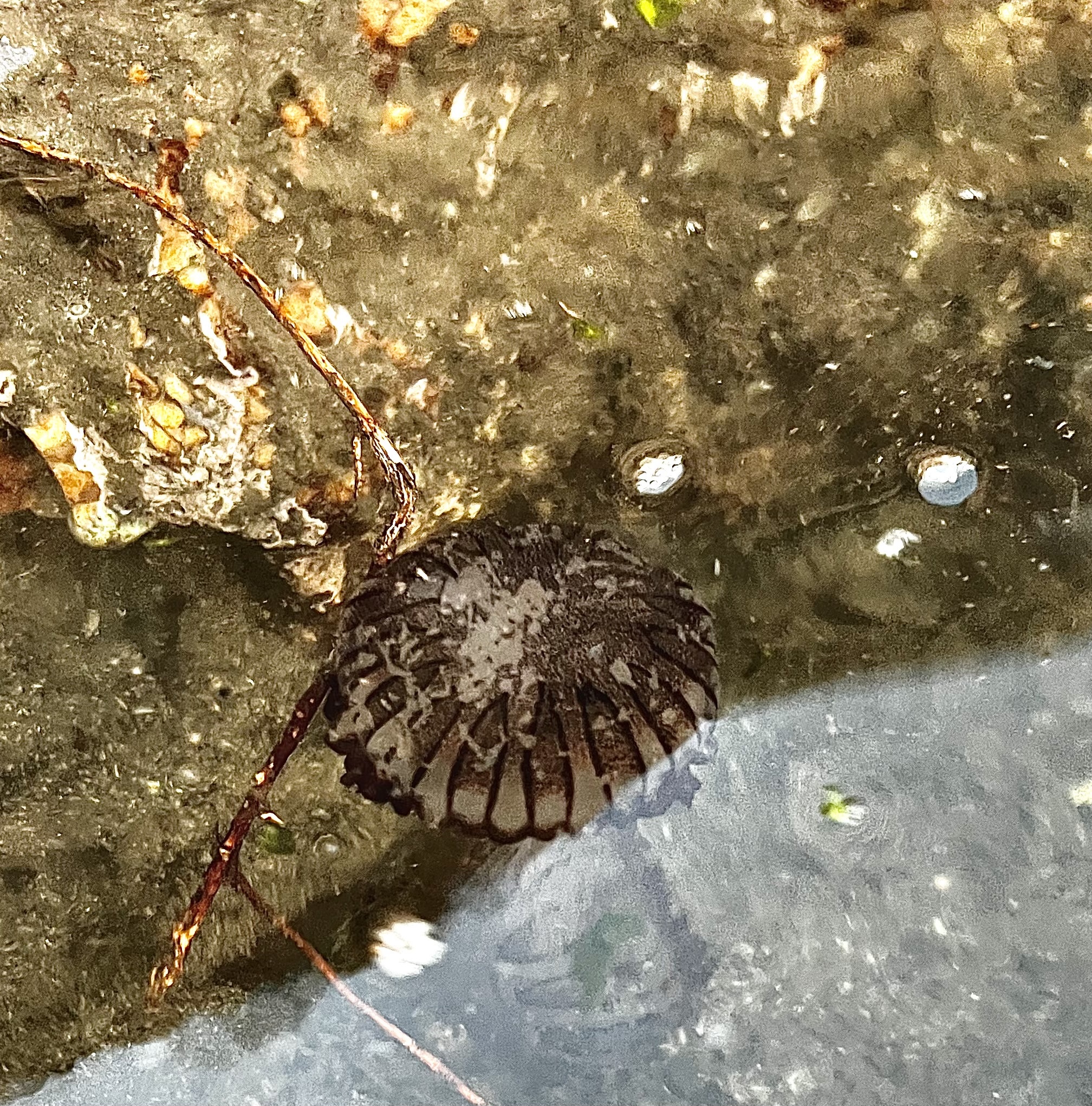 Chrysaora agulhensis Ras, Neethling, Engelbrecht, Morandini, Bayha, Skrypzeck & Gibbons, 2020