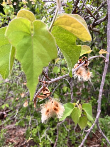 Aaron's Rod (Tinospora fragosa)