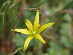 Gagea lutea
