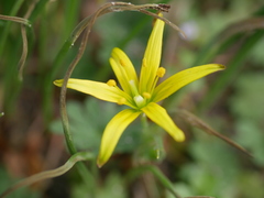 Gagea lutea