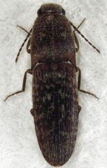 Monocrepidius submarmoratus