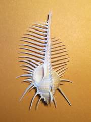 Murex pecten
