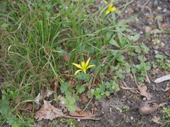 Gagea lutea