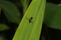 Dicranosepsis