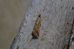 Achyra coelatalis