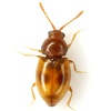 Saddle Cloth Fungus Beetle - Photo (c) Mike Quinn, Austin, TX, some rights reserved (CC BY-NC), uploaded by Mike Quinn, Austin, TX
