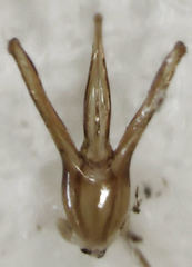 Monocrepidius submarmoratus