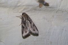 Spodoptera exempta