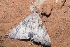 Achaea catella