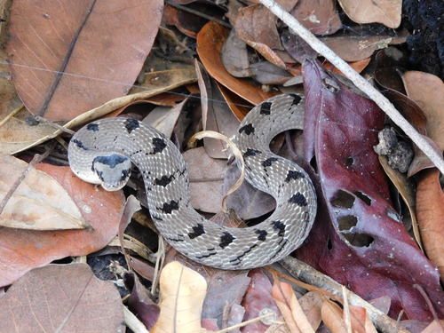 Snouted Night Adder
