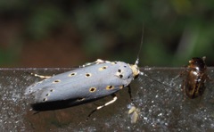 Ethmia circumdatella
