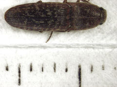 Monocrepidius submarmoratus