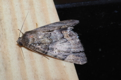Achaea catella