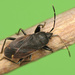 Spiny Groundbug - Photo (c) Ryszard, some rights reserved (CC BY-NC)