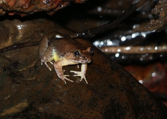 Benito River Night Frog photo 3