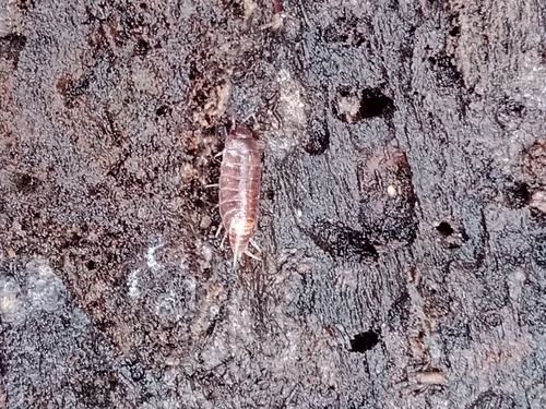 Photo of Riparian Woodlouse (Hyloniscus riparius)