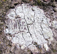 Pertusaria paratuberculifera