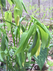 Uvularia