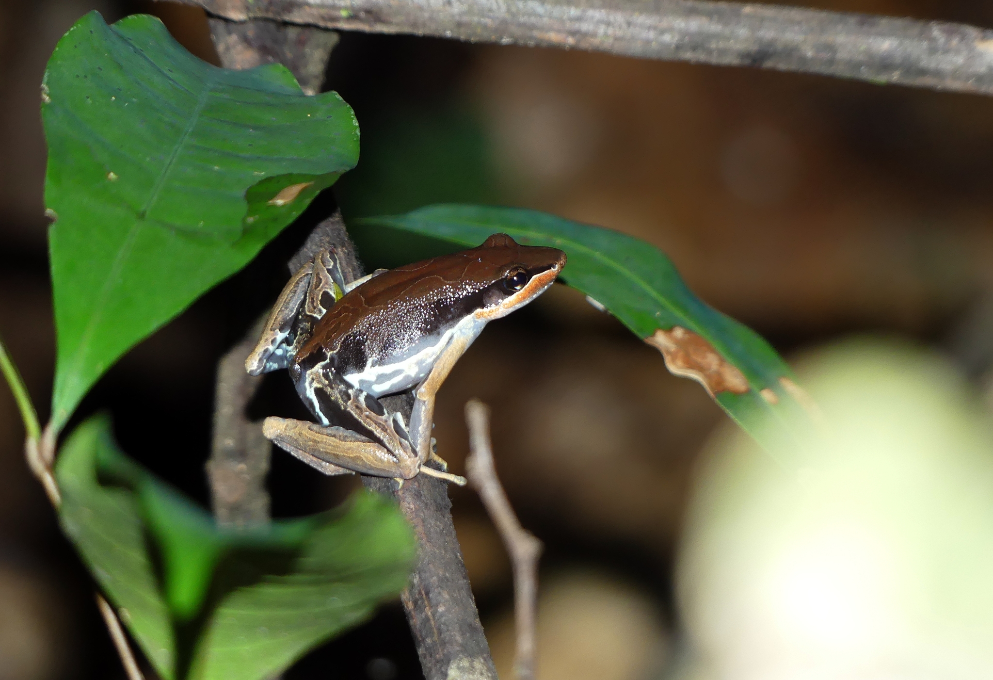 Cardioglossa gracilis Boulenger, 1900
