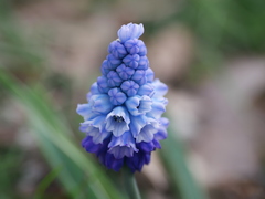Muscari azureum