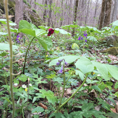 Trillium sulcatum