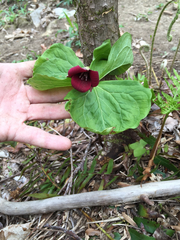 Trillium sulcatum