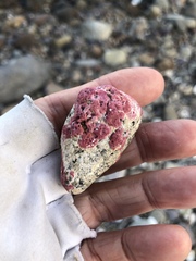 Homotrema rubrum