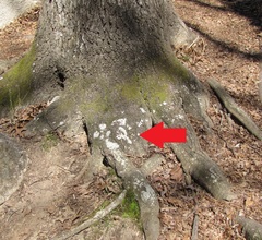 Pertusaria paratuberculifera