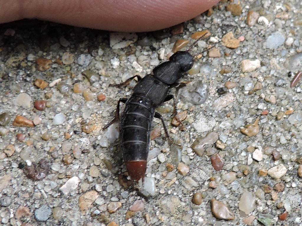 Rove beetle