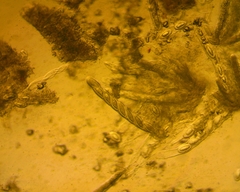 Pertusaria paratuberculifera