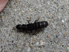 Platydracus caliginosus