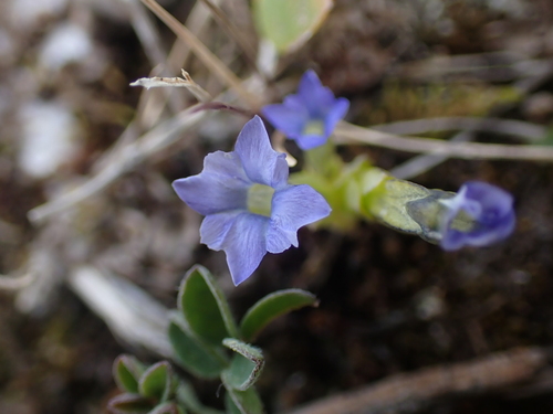 Image of Pygmy Gentian (Gentiana prostrata) by no rights reserved