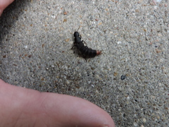 Platydracus caliginosus