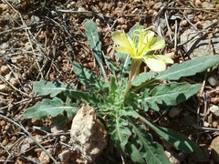Oenothera primiveris primiveris