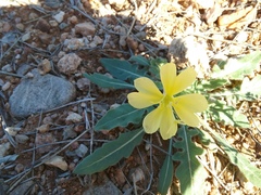 Oenothera primiveris primiveris