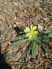 Oenothera primiveris primiveris