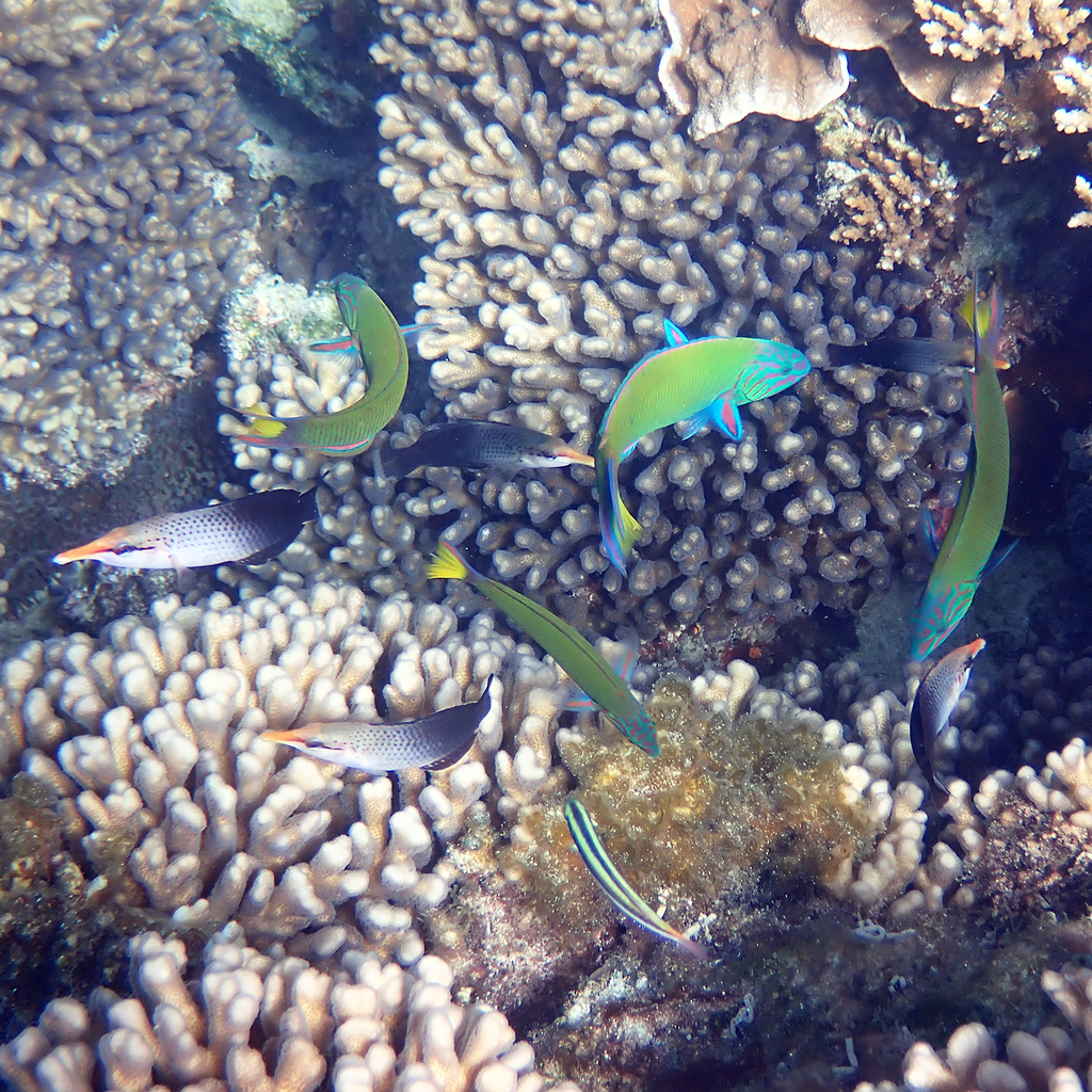 Bird Wrasse From Slaughter Bay, Kingston 2899, Norfolk Island On 