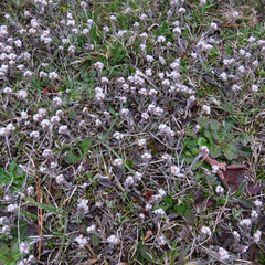 Antennaria howellii