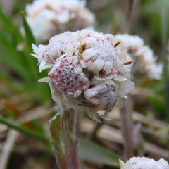 Antennaria howellii