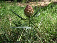 Leuzea conifera