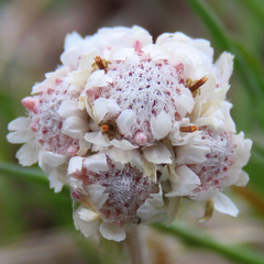 Antennaria howellii