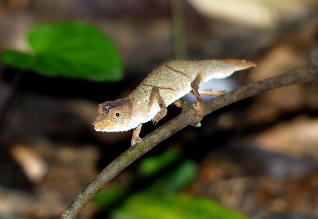 Cameroon Stumptail Chameleon