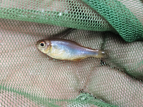 Napo tetra (Moenkhausia naponis) — Characidae — 2