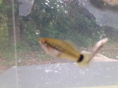 Xiphophorus variatus