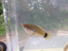 Xiphophorus variatus